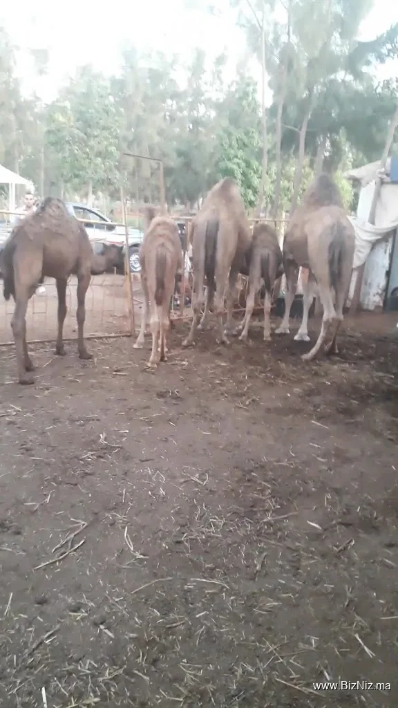 Dromedary dairy/منتجات الألبان