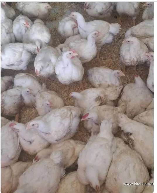 دواجن الحاج الفقير