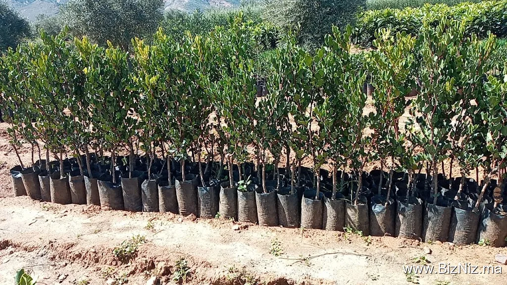 Marché des plants LAKTIT Mohamed