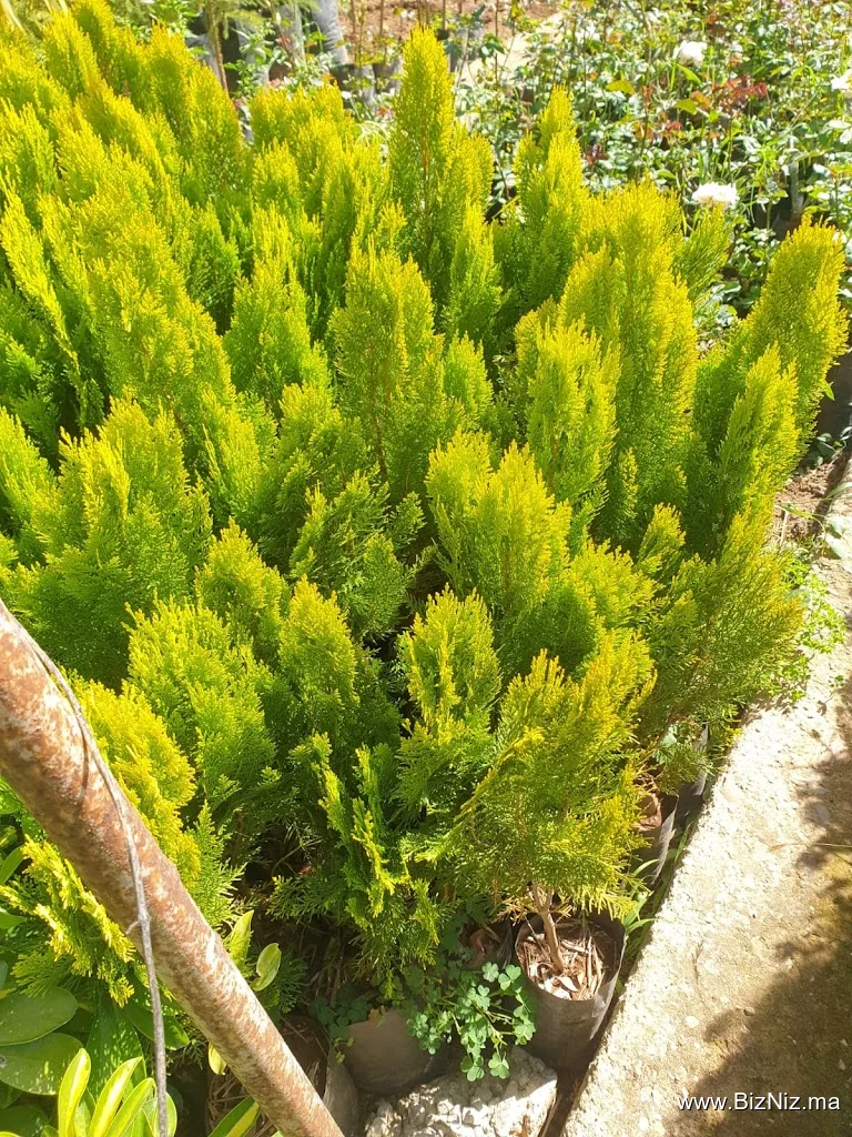 Marché des plants LAKTIT Mohamed