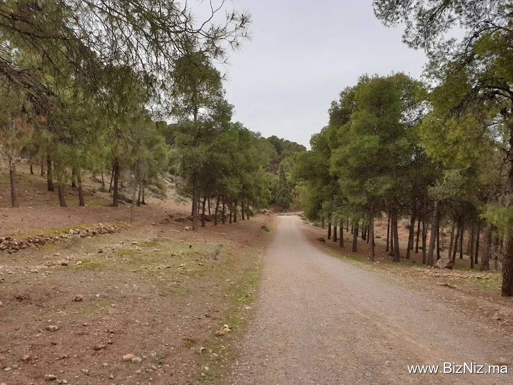 SIDI MAAFA Forest