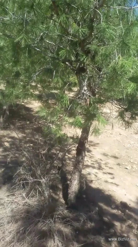 SIDI MAAFA Forest