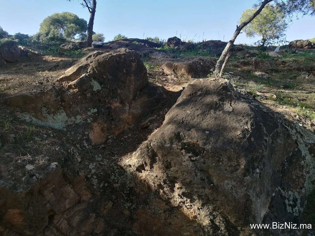 SIDI MAAFA Forest