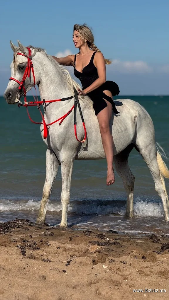 Amazigh horses