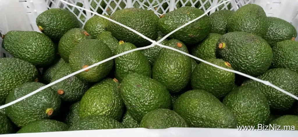 STE LATIF FRUIT