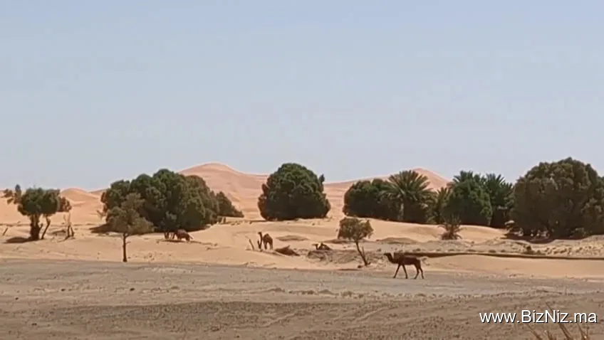 Merzouga Dunes