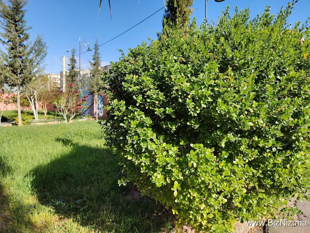 El brouj