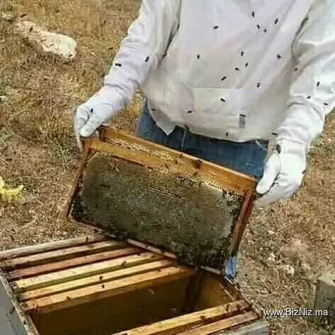 متجر آلعسل الحر