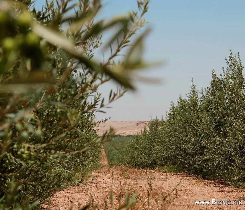 Atlas olive oil