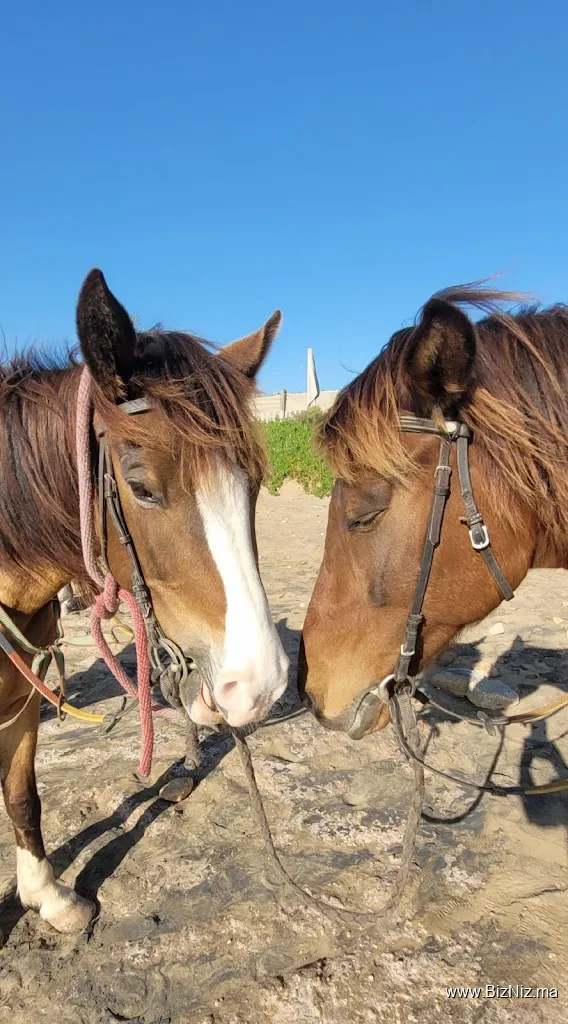 Horses Tin Hinan