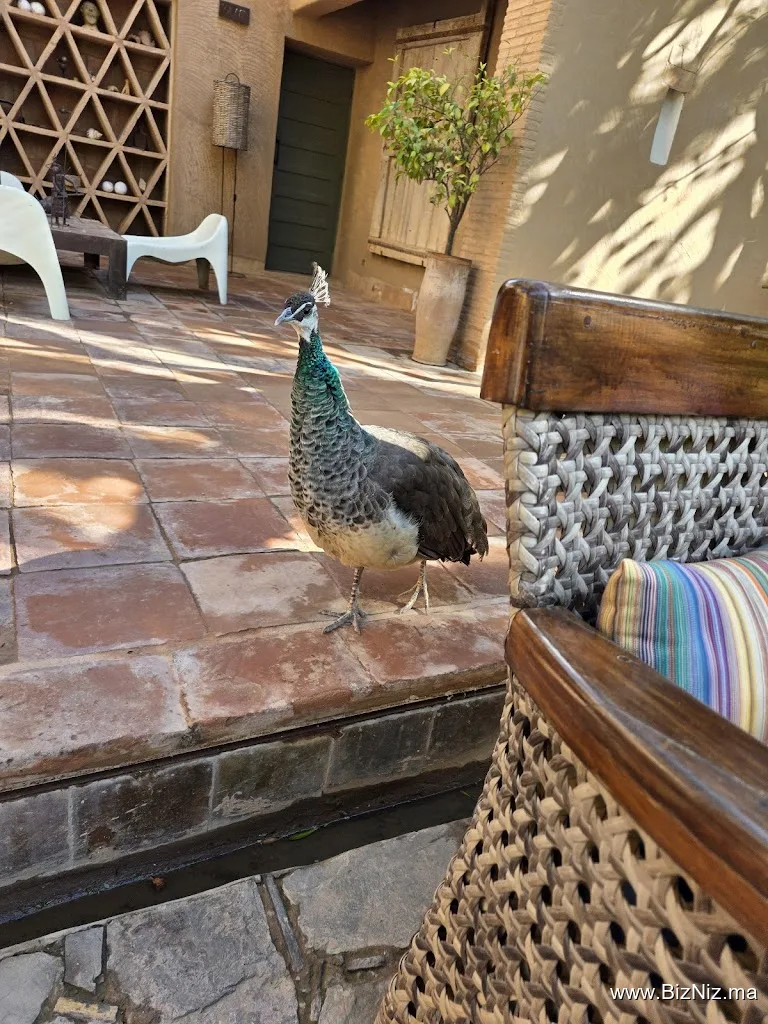 Taroudant's Gardens