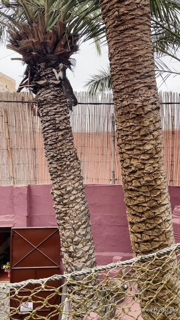 FIVE PALMS