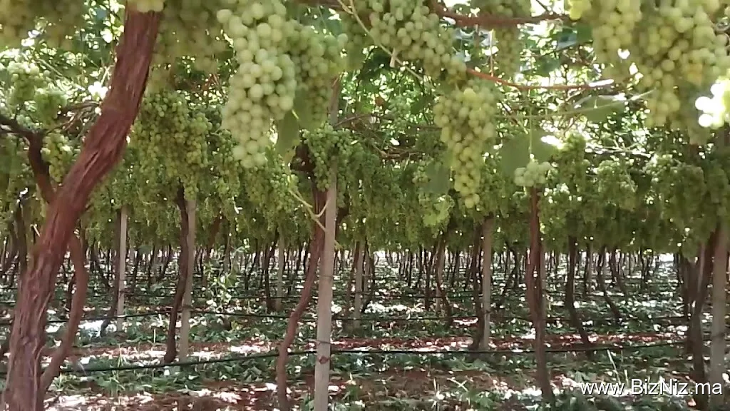 Pépinière et Agriculture Business Maroc - Beni Mellal
