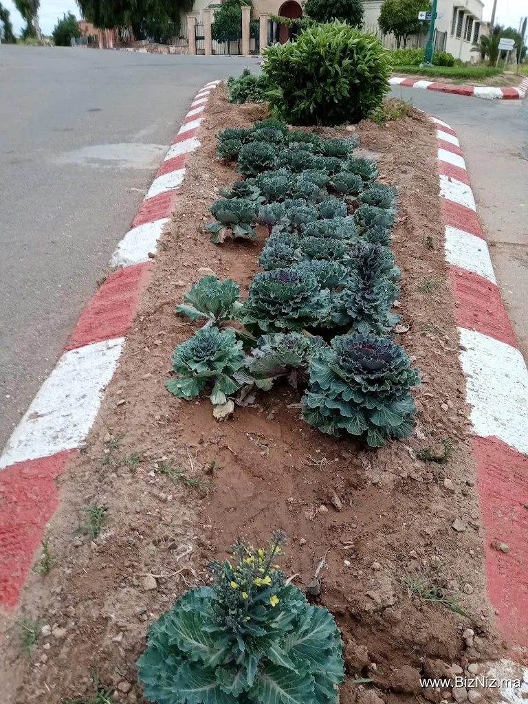 مركز تحسين نسل الخيول وادي زم