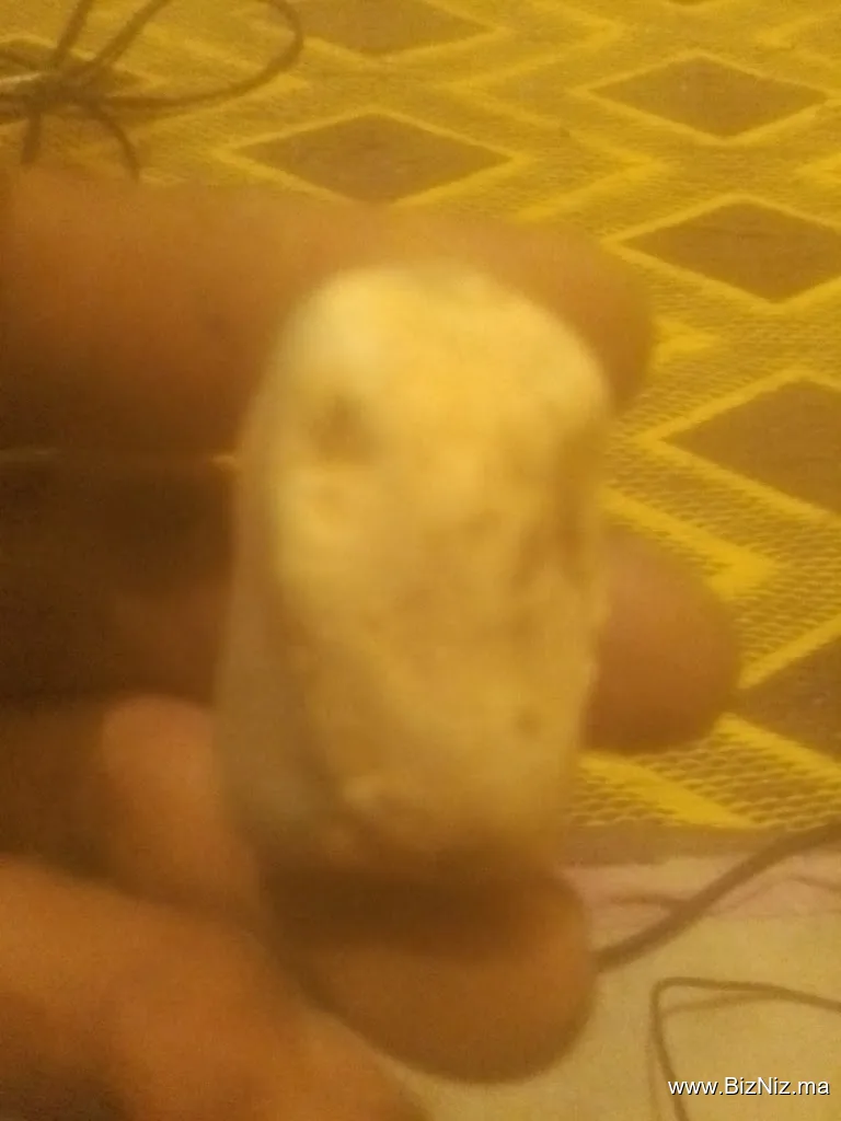 SAGRIB