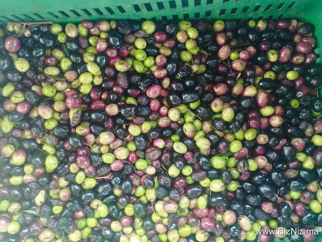 معصرة باسيم لزيت الزيتون