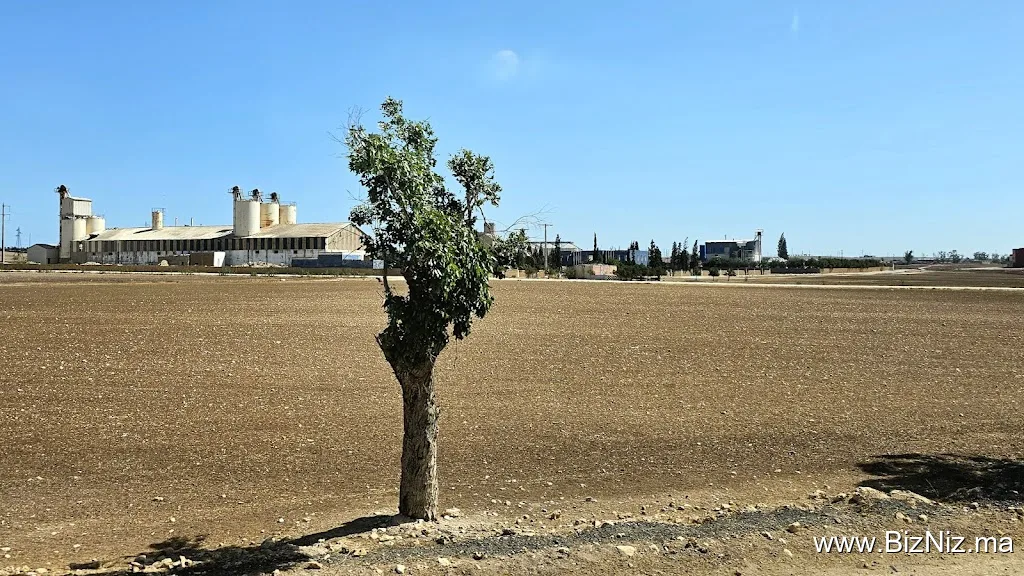 مصنع الجبس
