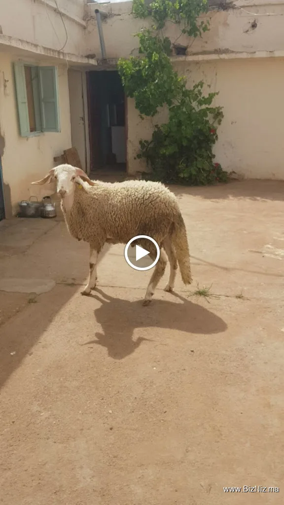 Ferme Boutarbouch ضيعة بوطربوش