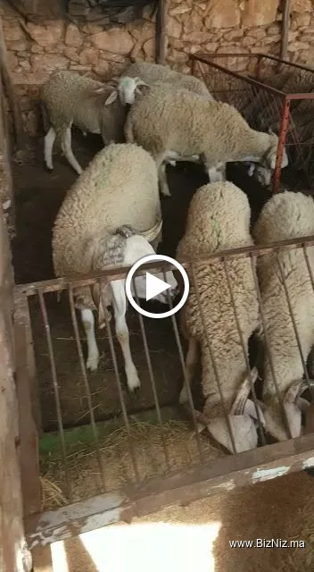 Ferme Boutarbouch ضيعة بوطربوش