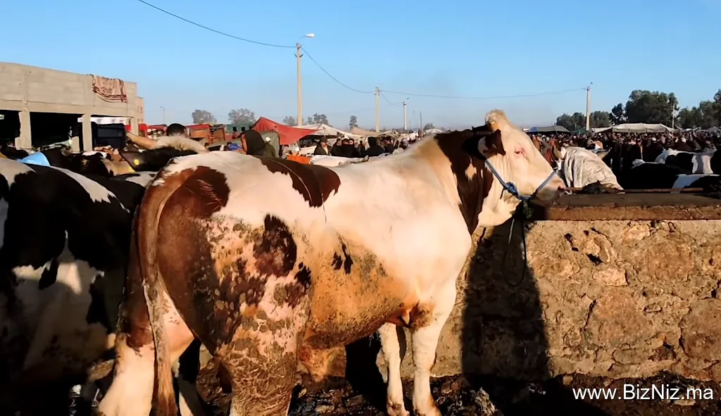 Abattoirs Had Ouled Frej مجزرة حد أولاد أفرج