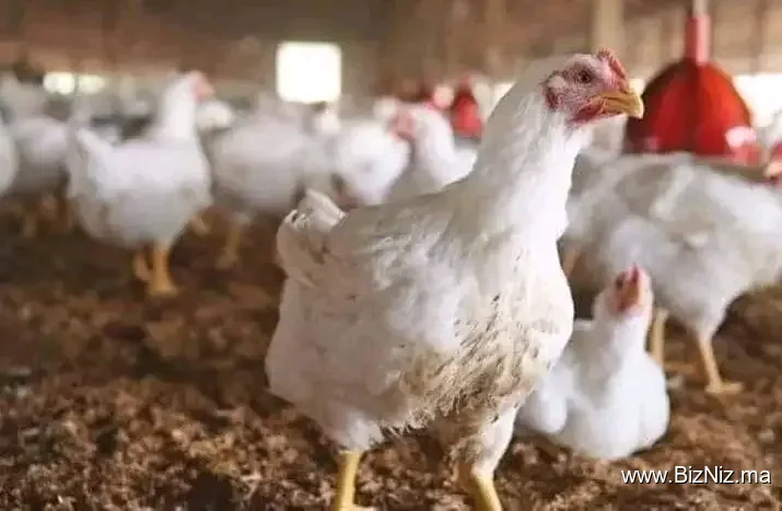 Vendeur des poules
