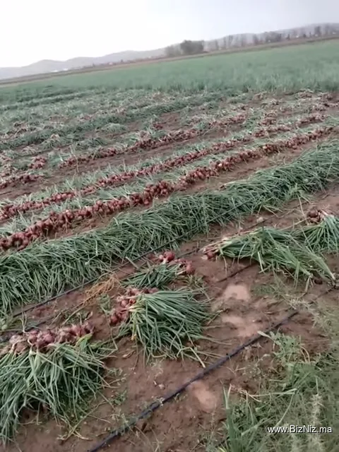 Commune Guigou جماعة گيگو