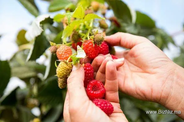 ROY AGRI MAROC