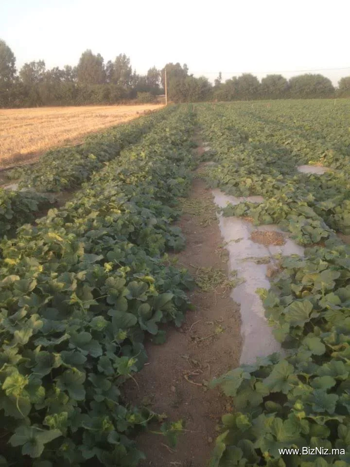 DRADIV sarl : Étude et Réalisation des Systèmes d'Irrigations