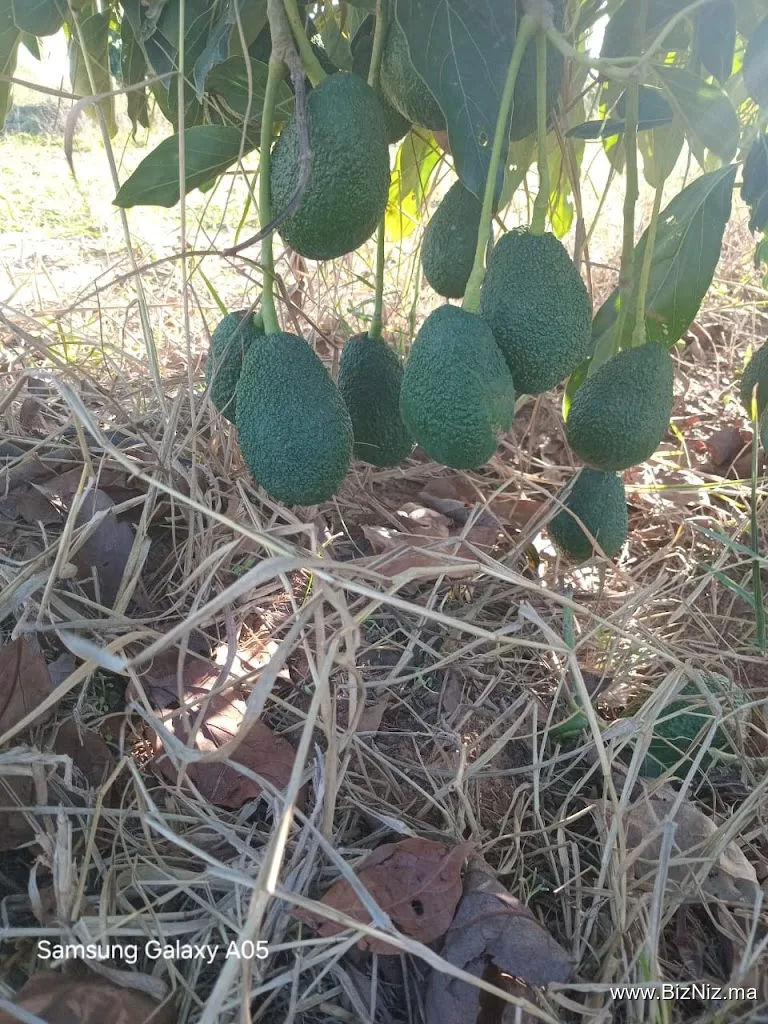 Planta Kabel