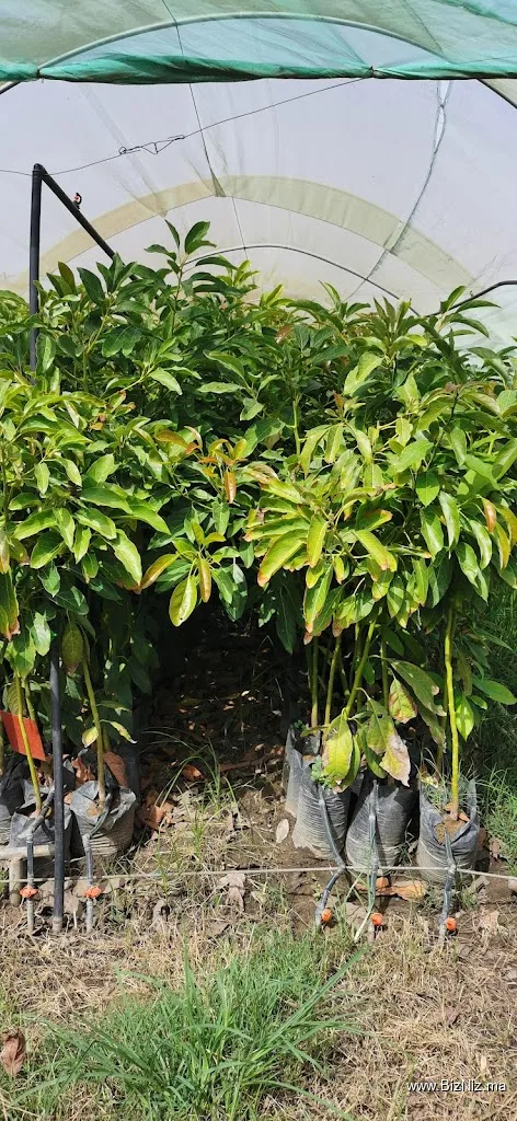 Planta Kabel