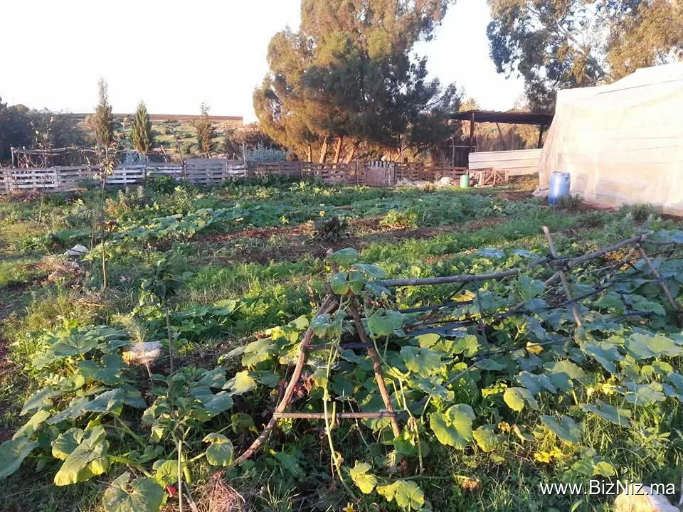 Le Potager Bio Oued El Maleh