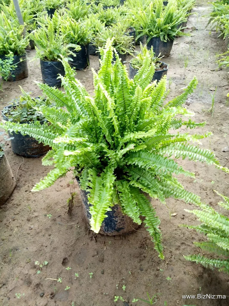 Pèpinière Tissir
