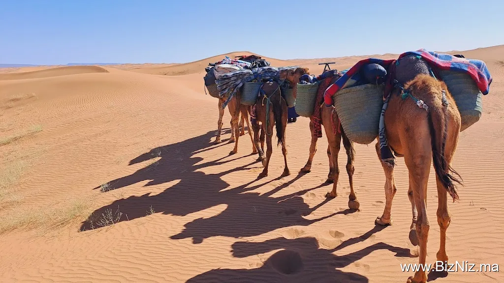 Desert Foum Zguid