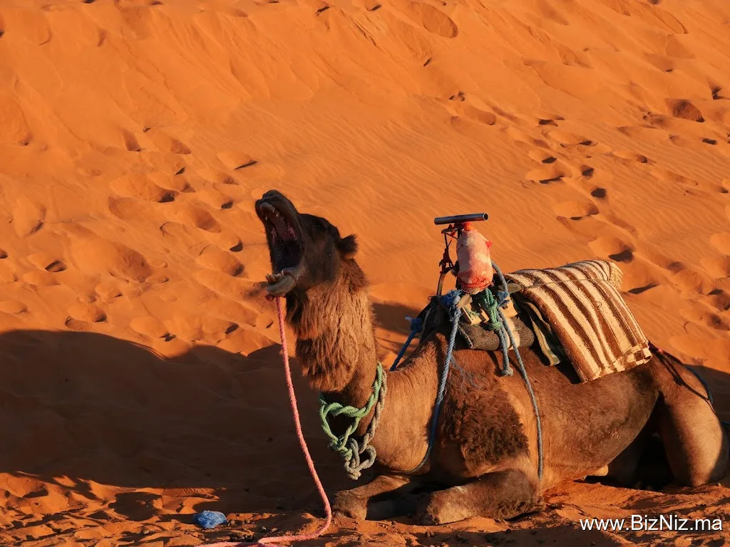 Morocco Safe Adventure