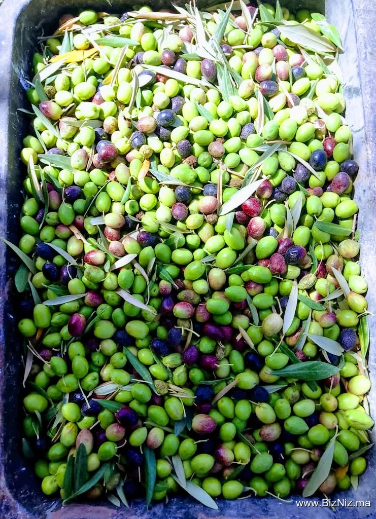 معصرة زيت الزيتون الإخوة نعينيعة
