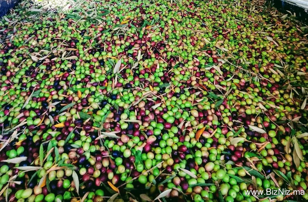 معصرة زيت الزيتون الإخوة نعينيعة