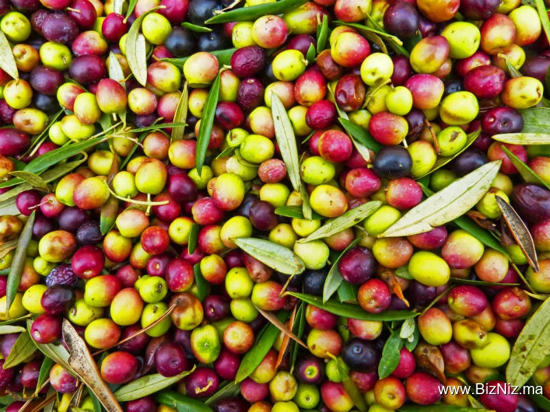 معصرة الخير لزيت الزيتون أبي الجعد