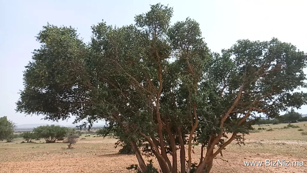 تمنار