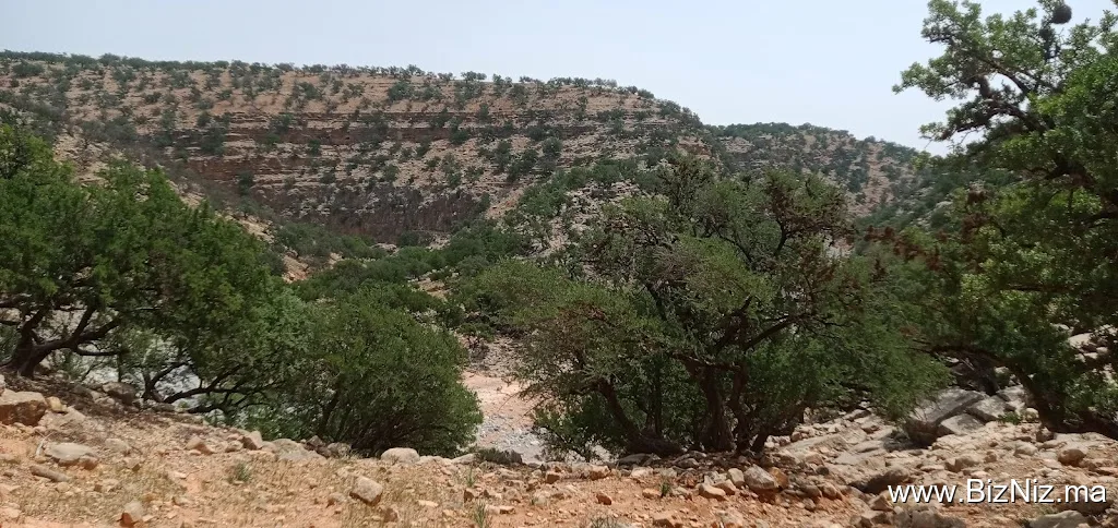 تمنار