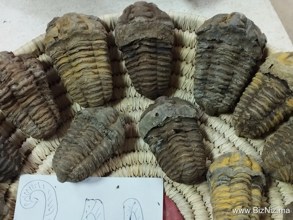 Mezane Fossil Store