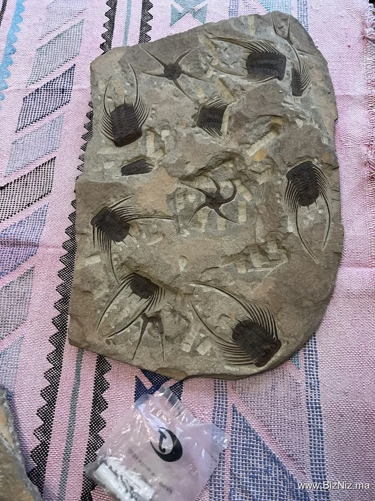Morabit Marbre Fossils