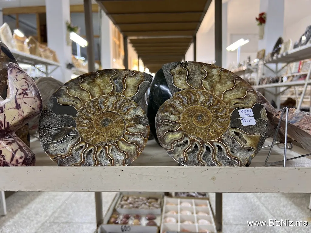 Morocco Fossils