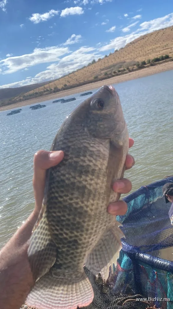Cooperative TADLA FISH