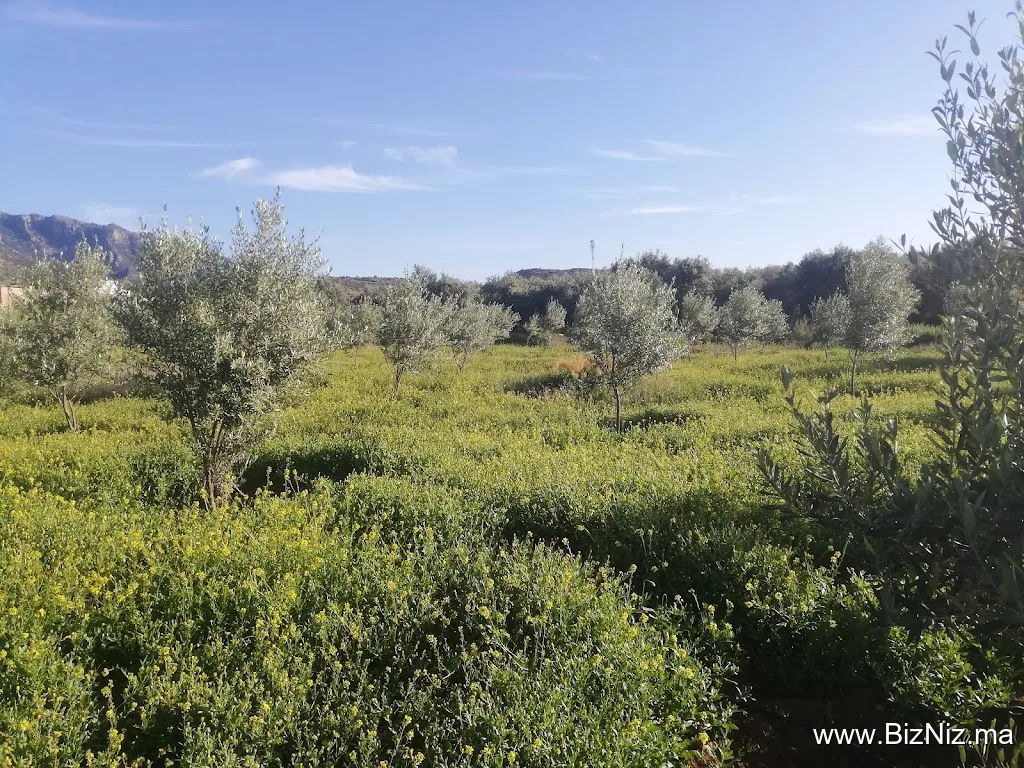 معصرة الزيتون الزمزامي