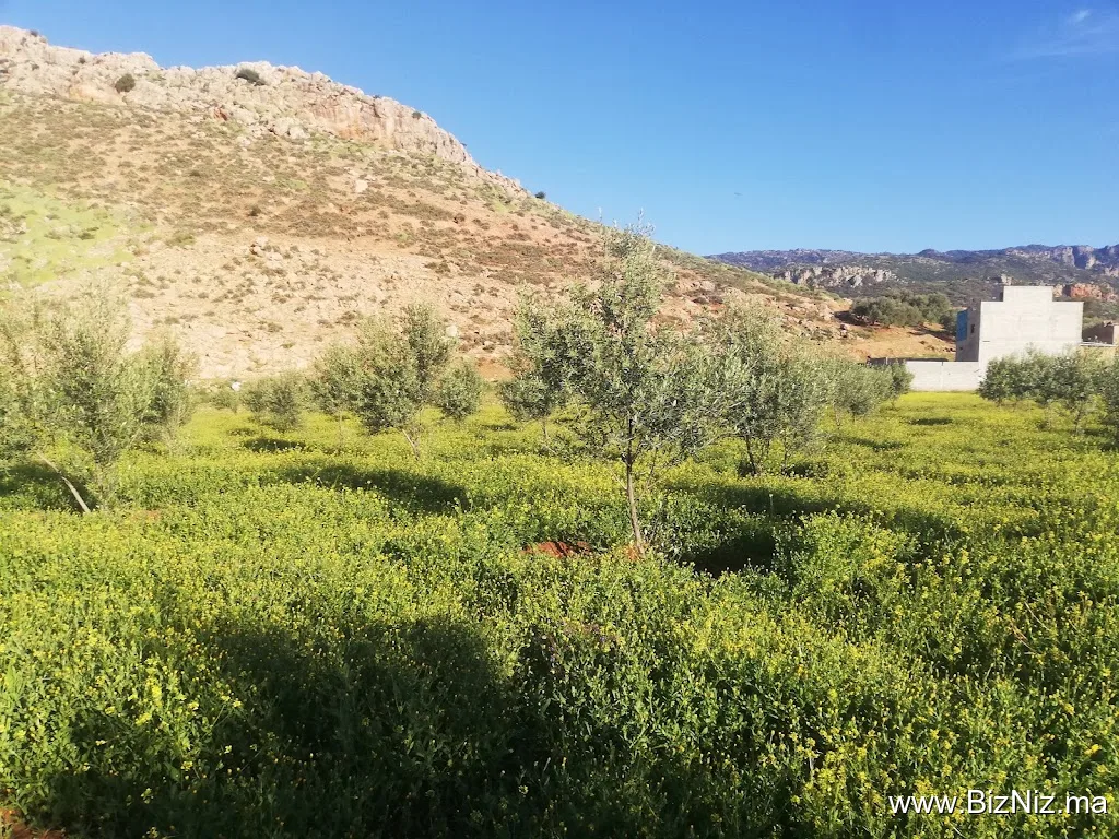 معصرة الزيتون الزمزامي
