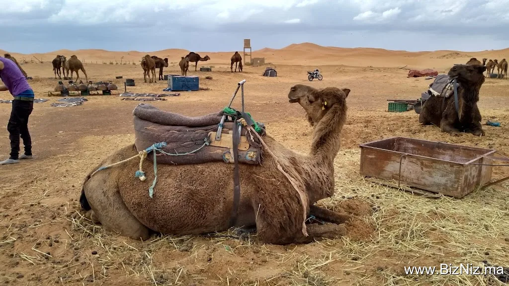 Amazigh Emotions Tours Sarl