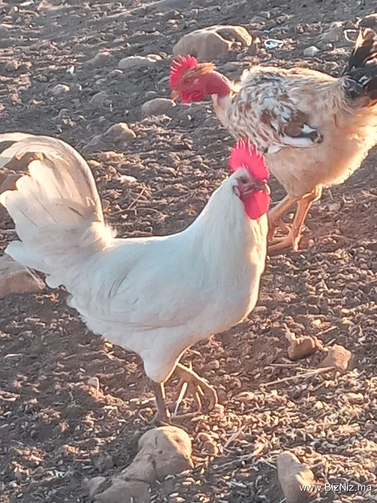 Ferme Badr, la nature vivante