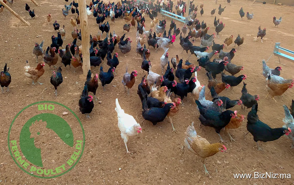 Ferme Poulet Beldi