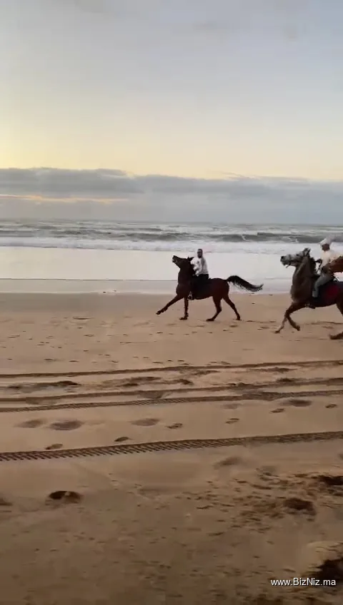 Hamza Reguiai Cheval équitation