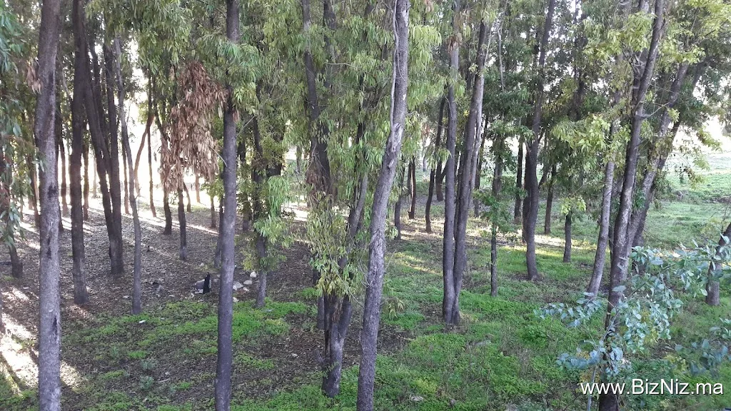 Forêt Mzamza de Settat